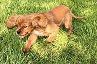 Mars, a male Cavalier King Charles Spaniel for sale in Sturgis, MI – 2 of 10