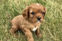 Ivan, a male Cavalier King Charles Spaniel for sale in Sturgis, MI – 4 of 10