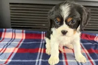 Mason, a male Cavalier King Charles Spaniel for sale in Sturgis, MI – 7 of 9