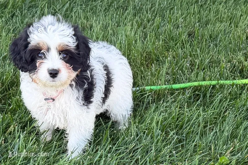 North – Cavapoo puppy for sale in Sturgis, MI