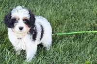North, a male Cavapoo for sale in Sturgis, MI – 1 of 10