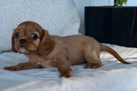 Stacy , a female Cavalier King Charles Spaniel for sale in Sturgis, MI – 4 of 8