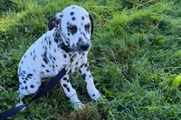 Lavida , a female Dalmatian for sale in Sturgis, MI – 3 of 10