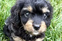 Forest, a male Cavalier King Charles Spaniel and Poodle - Miniature  for sale in Sturgis, MI – 3 of 10