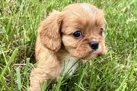 Aiden, a male Cavalier King Charles Spaniel for sale in Sturgis, MI – 3 of 10