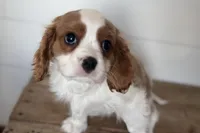 Bryson, a male Cavalier King Charles Spaniel for sale in Sturgis, MI – Photo 7 of 10