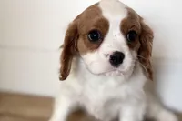 Bryson, a male Cavalier King Charles Spaniel for sale in Sturgis, MI – Photo 1 of 10