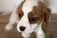 Bryson, a male Cavalier King Charles Spaniel for sale in Sturgis, MI – Photo 5 of 10