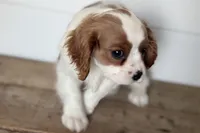 Bryson, a male Cavalier King Charles Spaniel for sale in Sturgis, MI – Photo 3 of 10