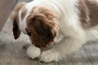 Bryson, a male Cavalier King Charles Spaniel for sale in Sturgis, MI – Photo 6 of 10
