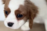 Bryson, a male Cavalier King Charles Spaniel for sale in Sturgis, MI – Photo 2 of 10