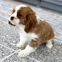Leon, a male Cavalier King Charles Spaniel for sale in Sturgis, MI – Photo 8 of 10