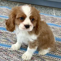 Leon, a male Cavalier King Charles Spaniel for sale in Sturgis, MI – Photo 2 of 10