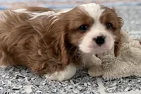Leon, a male Cavalier King Charles Spaniel for sale in Sturgis, MI – Photo 7 of 9