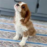 Leon, a male Cavalier King Charles Spaniel for sale in Sturgis, MI – Photo 9 of 10