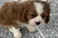 Leon, a male Cavalier King Charles Spaniel for sale in Sturgis, MI – Photo 2 of 9