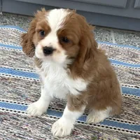 Leon, a male Cavalier King Charles Spaniel for sale in Sturgis, MI – Photo 4 of 10