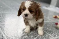 Leon, a male Cavalier King Charles Spaniel for sale in Sturgis, MI – Photo 4 of 9