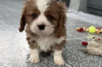 Leon, a male Cavalier King Charles Spaniel for sale in Sturgis, MI – Photo 6 of 9