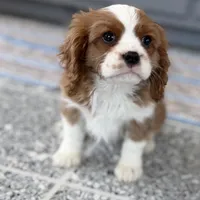 Leon, a male Cavalier King Charles Spaniel for sale in Sturgis, MI – Photo 7 of 10