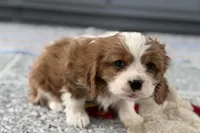 Leon, a male Cavalier King Charles Spaniel for sale in Sturgis, MI – Photo 5 of 9