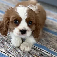 Leon, a male Cavalier King Charles Spaniel for sale in Sturgis, MI – Photo 6 of 10