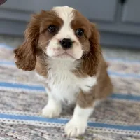Leon, a male Cavalier King Charles Spaniel for sale in Sturgis, MI – Photo 5 of 10