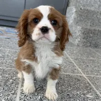 Leon, a male Cavalier King Charles Spaniel for sale in Sturgis, MI – Photo 10 of 10