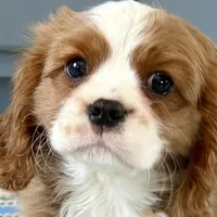 Leon, a male Cavalier King Charles Spaniel for sale in Sturgis, MI – Photo 1 of 10