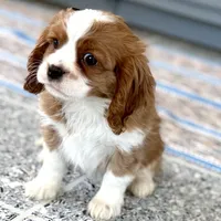 Leon, a male Cavalier King Charles Spaniel for sale in Sturgis, MI – Photo 3 of 10