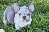 Jesse, a male Frenchton for sale in Sturgis, MI – 3 of 10