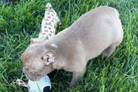 June , a female Frenchton for sale in Sturgis, MI – 9 of 10