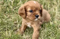 Ivan, a male Cavalier King Charles Spaniel for sale in Sturgis, MI – 9 of 10