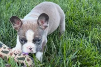 Job, a male Frenchton for sale in Sturgis, MI – 7 of 10