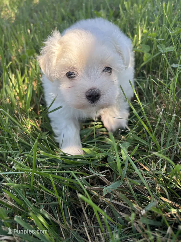 Oscar – Maltese puppy for sale in Sturgis, MI