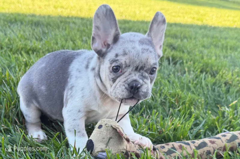 Jesse – Frenchton puppy for sale in Sturgis, MI