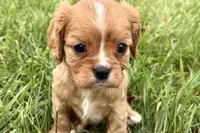 Alyssa, a female Cavalier King Charles Spaniel for sale in Sturgis, MI – 4 of 10