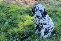Levi, a male Dalmatian for sale in Sturgis, MI – 2 of 10