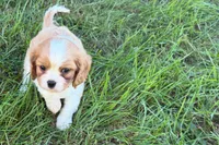 Earl, a male Cavalier King Charles Spaniel for sale in Sturgis, MI – 4 of 7