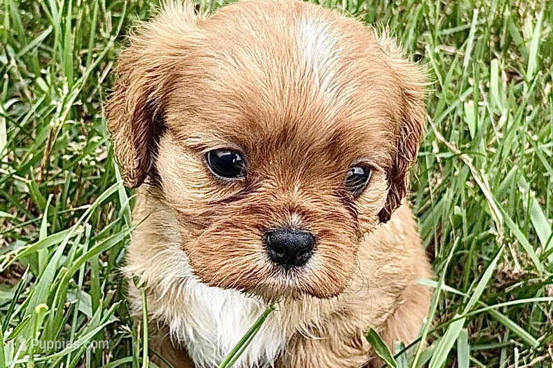 Aiden – Cavalier King Charles Spaniel puppy for sale in Sturgis, MI