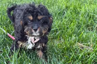 Nora , a female Cavapoo for sale in Sturgis, MI – 7 of 10