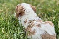Hopper , a male Cavalier King Charles Spaniel for sale in Sturgis, MI – 9 of 10