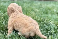 Falcon, a male Cavalier King Charles Spaniel and Poodle - Miniature  for sale in Sturgis, MI – 4 of 10