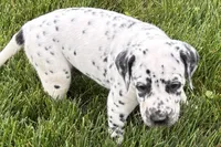 Larry, a male Dalmatian for sale in Sturgis, MI – 8 of 10