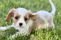 Rocky, a male Cavalier King Charles Spaniel for sale in Sturgis, MI – 5 of 10