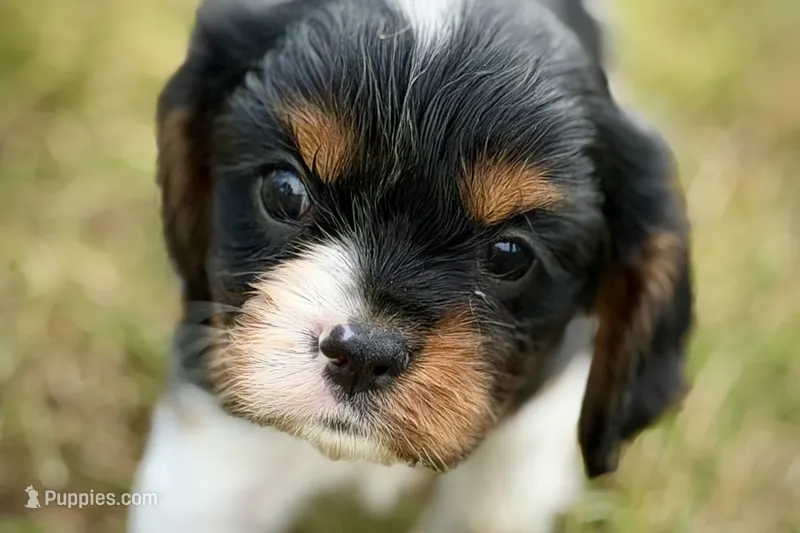 Indie – Cavalier King Charles Spaniel puppy for sale in Sturgis, MI