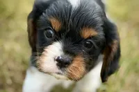 Indie, a female Cavalier King Charles Spaniel for sale in Sturgis, MI – 1 of 9