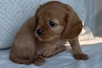 Sadie , a female Cavalier King Charles Spaniel for sale in Sturgis, MI – 1 of 10