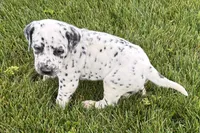 Larry, a male Dalmatian for sale in Sturgis, MI – 9 of 10