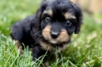 Forest, a male Cavalier King Charles Spaniel and Poodle - Miniature  for sale in Sturgis, MI – 10 of 10